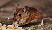 24 Hour & Emergency Exterminators in Mystic, SD
